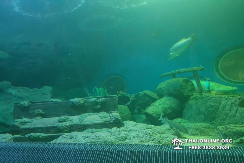 Океанариум Underwater World экскурсия в Паттайе с турагентством Magic Thai Online фото 22