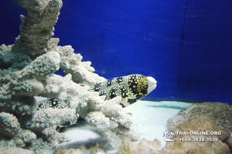Океанариум Underwater World экскурсия в Паттайе с турагентством Magic Thai Online фото 10
