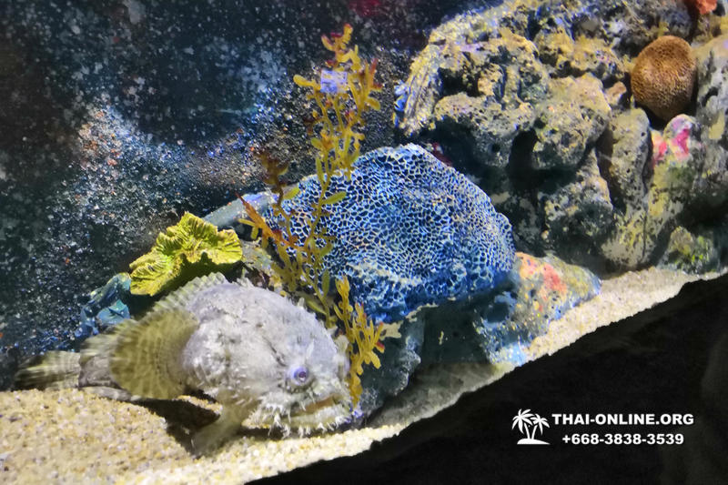 Океанариум Underwater World экскурсия в Паттайе с турагентством Magic Thai Online фото 2