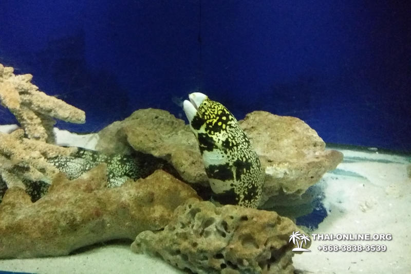 Океанариум Underwater World экскурсия в Паттайе с турагентством Magic Thai Online фото 12