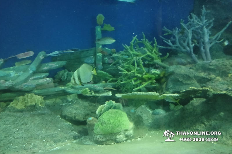 Океанариум Underwater World экскурсия в Паттайе с турагентством Magic Thai Online фото 18