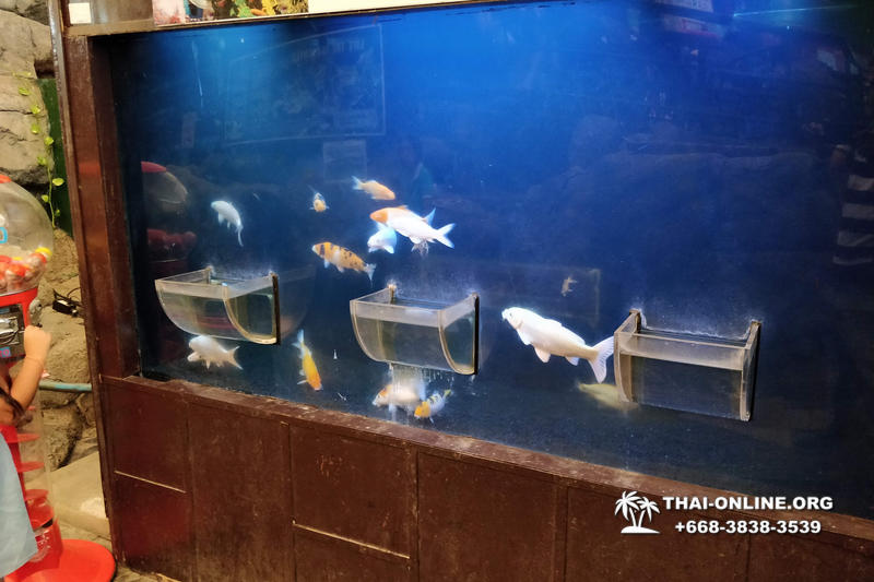 Океанариум Underwater World экскурсия в Паттайе с турагентством Magic Thai Online фото 4